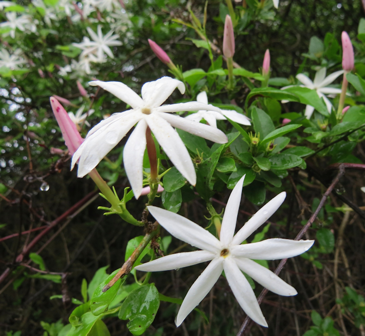 Jasminum multipartatum